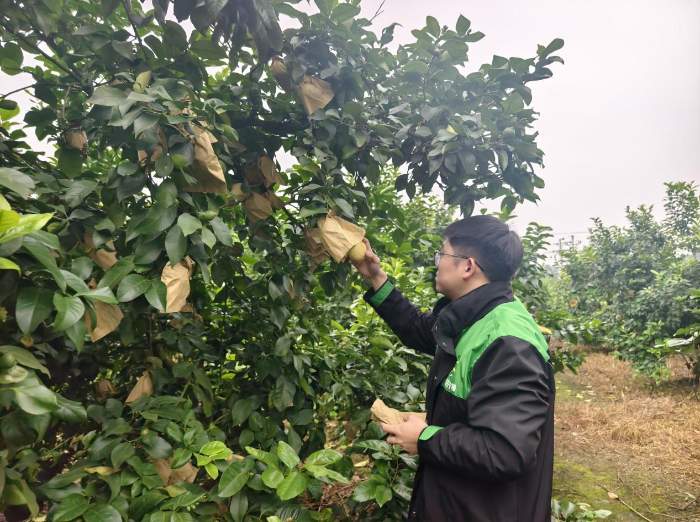 甜了日子，兴了产业！蜜雪柠檬果链起富民路