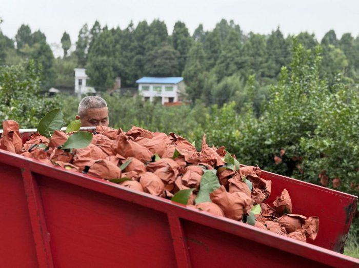 甜了日子，兴了产业！蜜雪柠檬果链起富民路