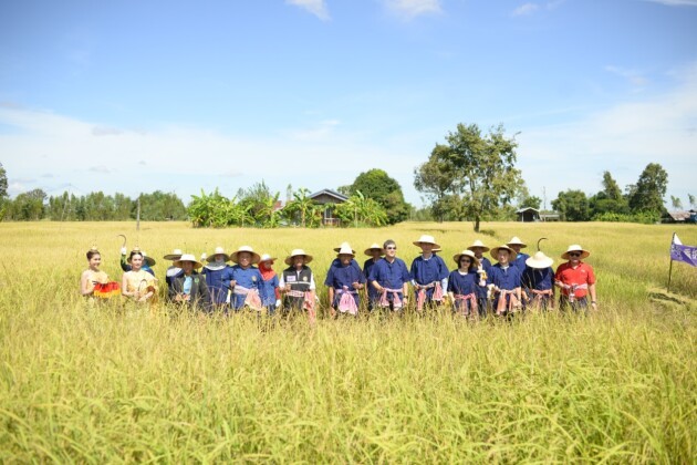 正宗泰香米,就选香纳兰!益海嘉里携手乌汶府官方为新米节开镰! 正宗泰香米,就选香纳兰!益海嘉里携手乌汶府官方为新米节开镰!