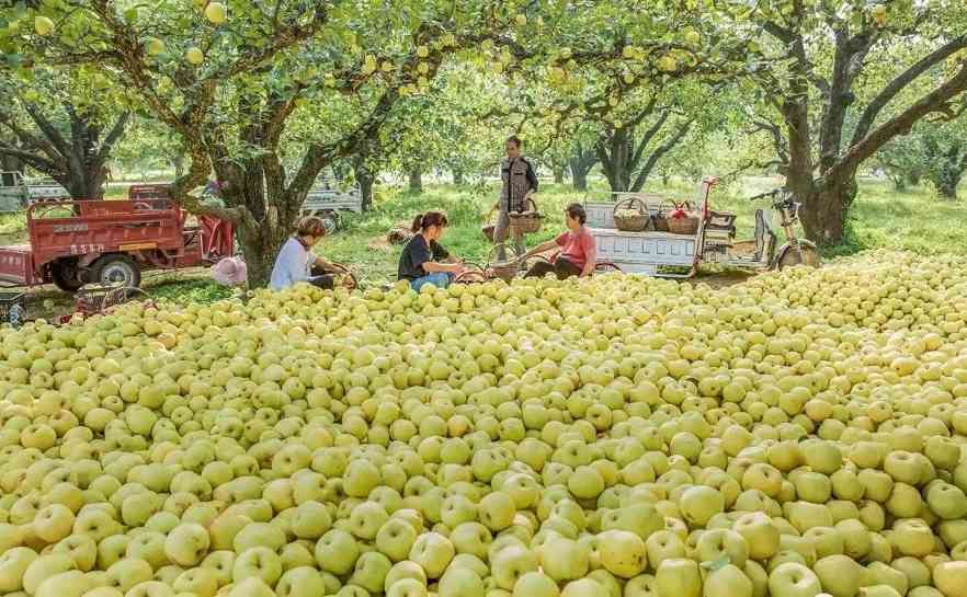 砀山梨甜在人间几千年