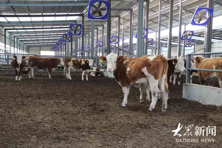 大安镇：党建铸魂强产业，联企带农绘共富