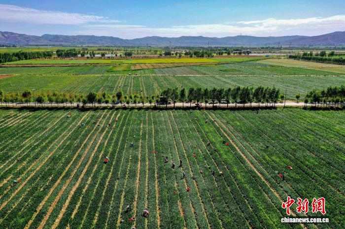 宁夏原州活体蔬菜“鲜”声夺人 冷凉蔬菜产业再升级