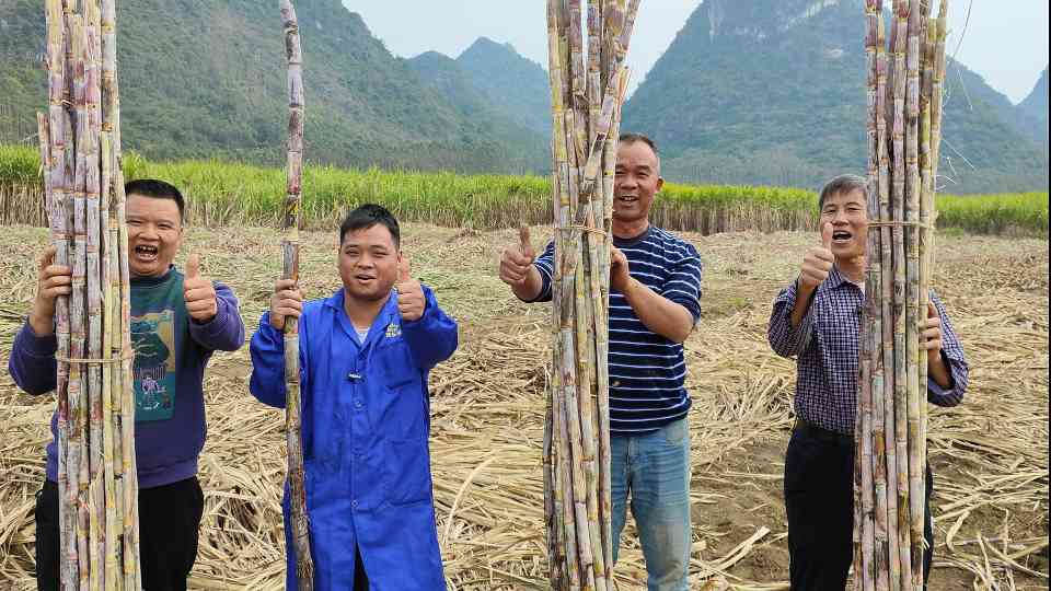 种养循环模式助力农户减投增收 甘蔗亩产提升2吨