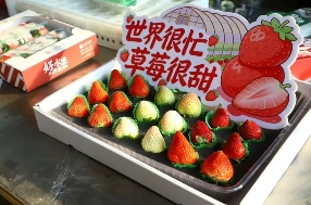 草莓价格分化明显 从十几元到数百元的市场新格局