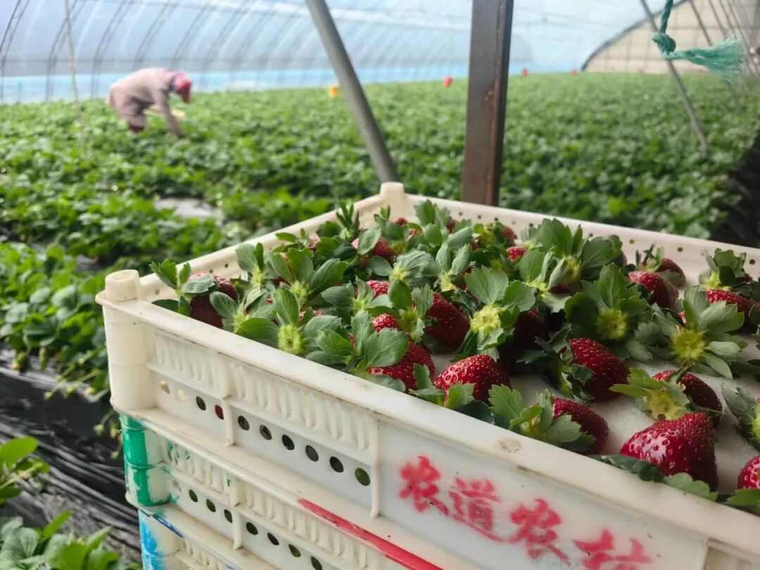 草莓价格分化明显 从十几元到数百元的市场新格局
