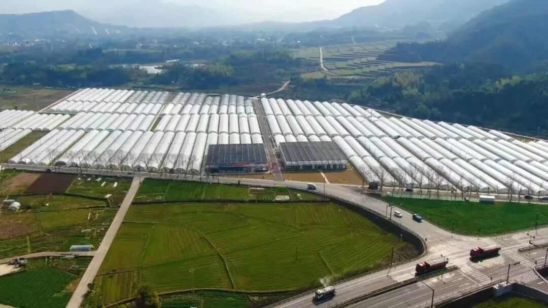 草莓价格分化明显 从十几元到数百元的市场新格局