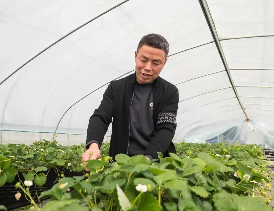 草莓价格分化明显 从十几元到数百元的市场新格局