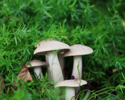 蘑菇药用价值解析及分类与识别方法指南-云溯流哉互尼烹饪网 蘑菇药用价值解析及分类与识别方法指南-云溯流哉互尼烹饪网