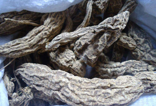 土瓜根的功效与作用 土瓜根的功效与作用