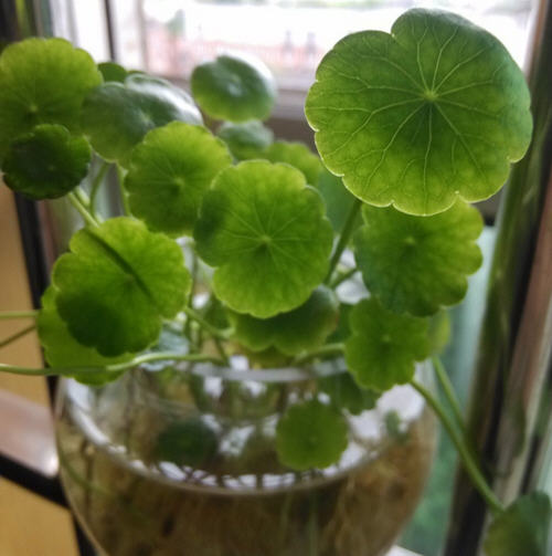 金钱草的多种功效与使用禁忌-哉互尼烹饪网 金钱草的多种功效与使用禁忌-哉互尼烹饪网