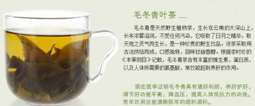 毛冬青叶的药用价值及其常见应用详解-哉互尼烹饪网 毛冬青叶的药用价值及其常见应用详解-哉互尼烹饪网