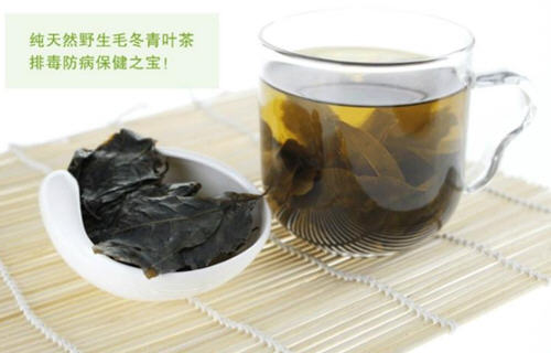 毛冬青叶的药用价值及其常见应用详解-哉互尼烹饪网 毛冬青叶的药用价值及其常见应用详解-哉互尼烹饪网