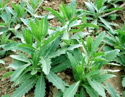 刺儿菜药用价值解析,治疗出血与营养功效-哉互尼烹饪网 刺儿菜药用价值解析,治疗出血与营养功效-哉互尼烹饪网
