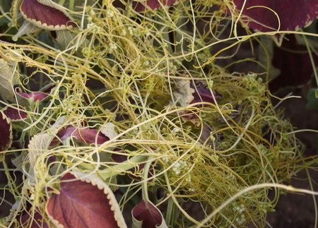 菟丝子药理功效解析:补肾明目与多重健康益处-哉互尼烹饪网 菟丝子药理功效解析:补肾明目与多重健康益处-哉互尼烹饪网