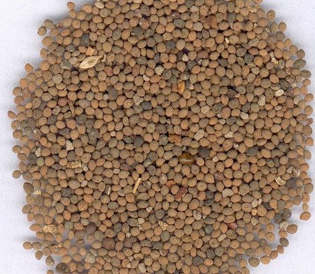 菟丝子药理功效解析:补肾明目与多重健康益处-哉互尼烹饪网 菟丝子药理功效解析:补肾明目与多重健康益处-哉互尼烹饪网