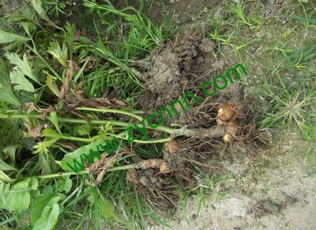 白附子药理作用及美容功效解析-哉互尼烹饪网 白附子药理作用及美容功效解析-哉互尼烹饪网