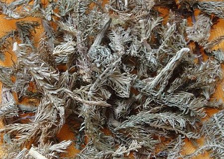 伸筋草 伸筋草