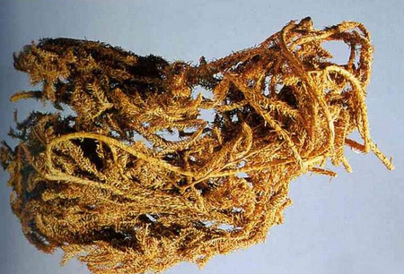 伸筋草 伸筋草