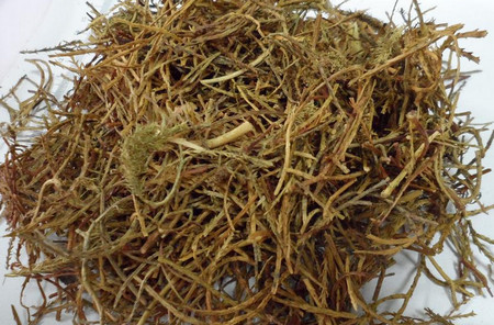 伸筋草 伸筋草