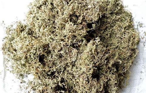 鹅不食草 鹅不食草
