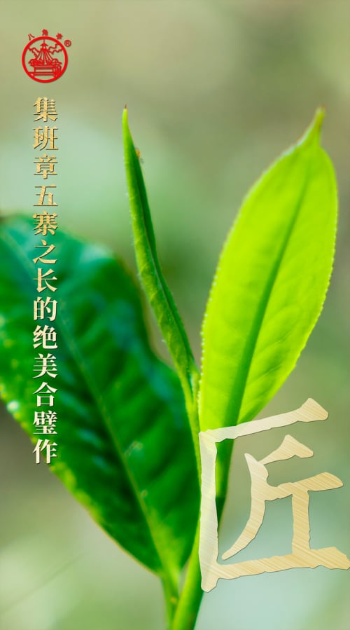 九鼎珍藏班章五寨:上乘原料拼配成就卓越品质-哉互尼烹饪网 九鼎珍藏班章五寨:上乘原料拼配成就卓越品质-哉互尼烹饪网