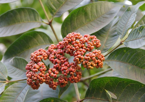 吴茱萸中药功效解析:止呕止痛,调和脾胃-哉互尼烹饪网 吴茱萸中药功效解析:止呕止痛,调和脾胃-哉互尼烹饪网