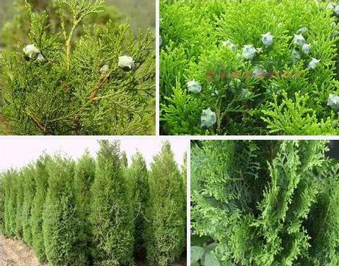 侧柏叶多重功效解析 凉血止血抗菌助养生-哉互尼烹饪网 侧柏叶多重功效解析 凉血止血抗菌助养生-哉互尼烹饪网