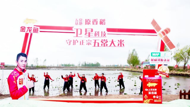 科技赋能农业新典范：守护五常大米正宗基因-哉互尼烹饪网