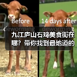 九江庐山石鸡美食街在哪?带你找到最地道的风味店!(图4) 九江庐山石鸡美食街在哪?带你找到最地道的风味店!(图4)