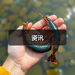 资讯（图4）