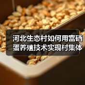 河北生态村如何用富硒蛋养殖技术实现村集体增收?(图2) 河北生态村如何用富硒蛋养殖技术实现村集体增收?(图2)