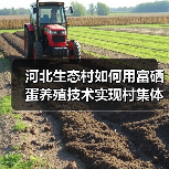 河北生态村如何用富硒蛋养殖技术实现村集体增收？