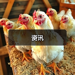 资讯