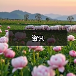 资讯