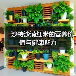 沙漠中的健康奇迹：为何哈萨维红米备受全球追捧？-哉互尼烹饪网