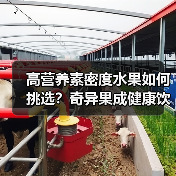 高营养素密度水果如何挑选?奇异果成健康饮食新宠(图1) 高营养素密度水果如何挑选?奇异果成健康饮食新宠(图1)