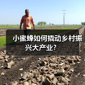 小蜜蜂如何撬动乡村振兴大产业？