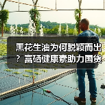 黑花生油为何脱颖而出？富硒健康素助力国货匠心品牌崛起