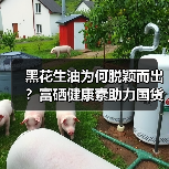 黑花生油为何脱颖而出？富硒健康素助力国货匠心品牌崛起（图4）
