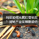 湘菜如何从网红变长红?揭秘产业发展新趋势(图4) 湘菜如何从网红变长红?揭秘产业发展新趋势(图4)