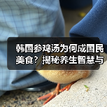 韩国参鸡汤为何成国民美食？揭秘养生智慧与历史渊源