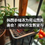 韩国参鸡汤为何成国民美食?揭秘养生智慧与历史渊源(图2) 韩国参鸡汤为何成国民美食?揭秘养生智慧与历史渊源(图2)