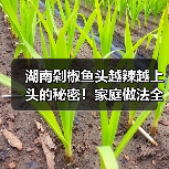 湖南剁椒鱼头越辣越上头的秘密！家庭做法全解析（图3）