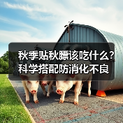 秋季贴秋膘该吃什么?科学搭配防消化不良(图2) 秋季贴秋膘该吃什么?科学搭配防消化不良(图2)