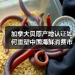 加拿大贝原产地认证如何重塑中国海鲜消费市场？（图4）