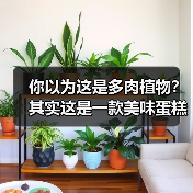 你以为这是多肉植物?其实这是一款美味蛋糕(图4) 你以为这是多肉植物?其实这是一款美味蛋糕(图4)
