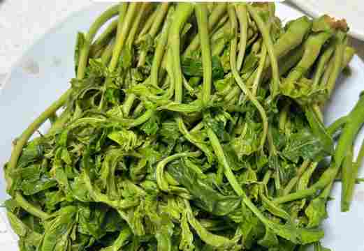 香椿泡油制作窍门：从腌制到保存的完整指南