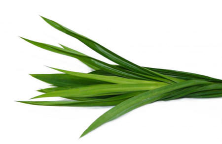 斑斓叶是什么植物