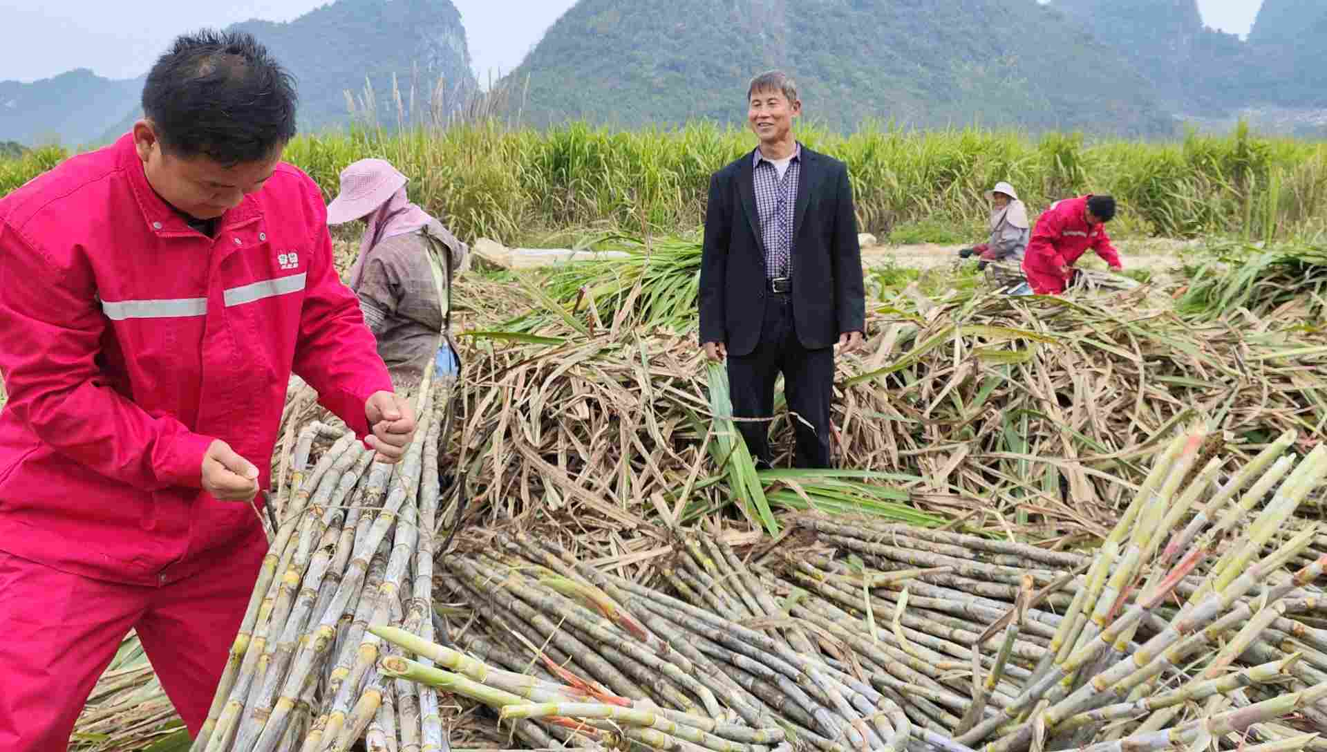种养循环模式如何助力农业减投增收与生态改善