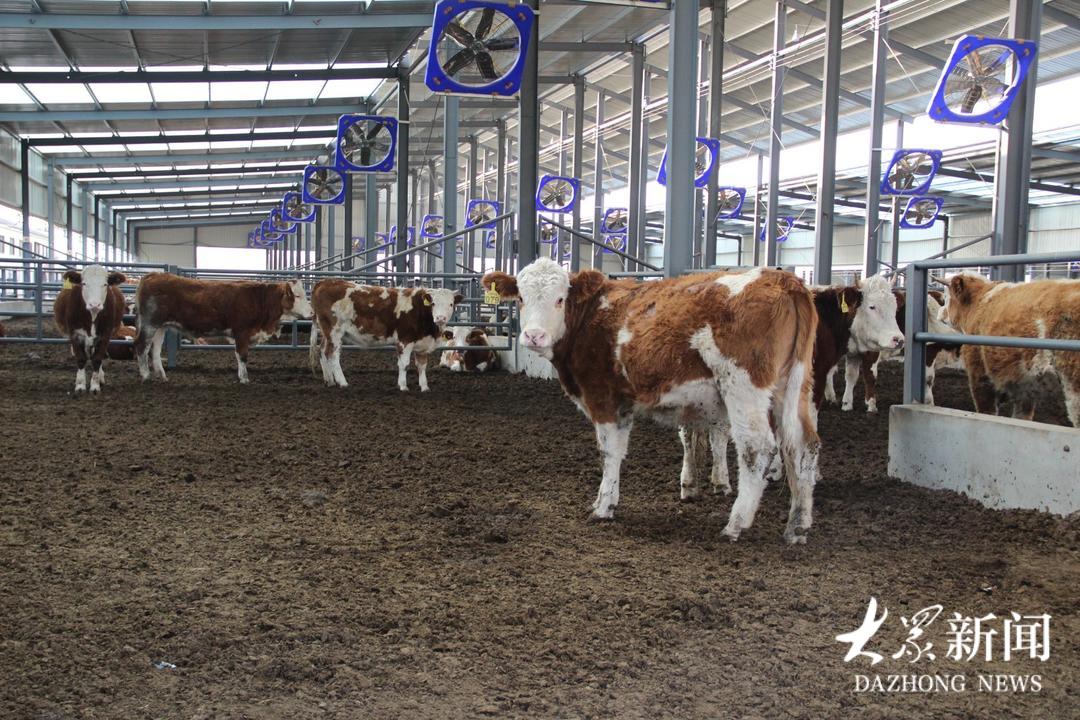 大安镇：党建铸魂强产业，联企带农绘共富